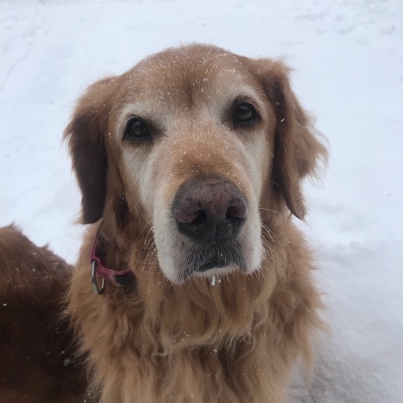 Meet your Posher, Joya - Picture 1 of 1